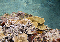 海上に現れたサンゴ礁