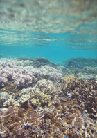 サンゴの花畑