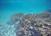 サンゴと海底に揺れる波紋