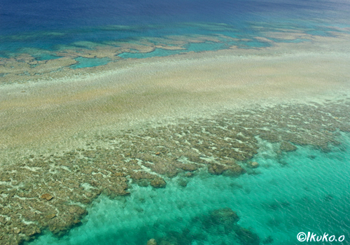 フナウサギバナタの珊瑚礁