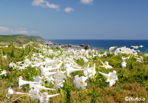 岬を覆う百合の花
