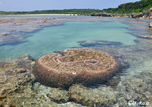 サンゴ礁のタイドプール