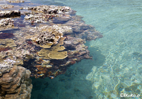 タイドプールとサンゴ礁