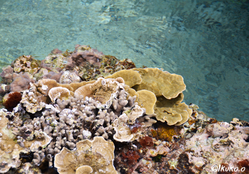 海上に現れたサンゴ礁
