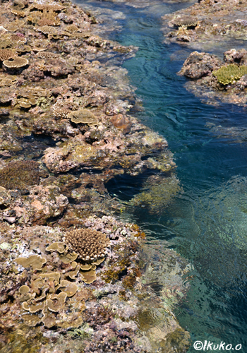 サンゴ礁の間を流れる川