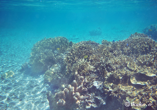 サンゴと海底に揺れる波紋