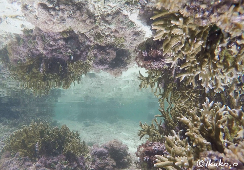 サンゴと水面の鏡像