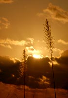 サトウキビの穂と夕陽