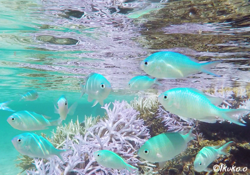 サンゴと熱帯魚の楽園 宮古島写真集 てぃだぬすま宮古島