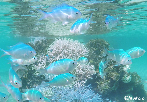 サンゴと熱帯魚の楽園 宮古島写真集 てぃだぬすま宮古島