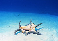 海底の水字貝