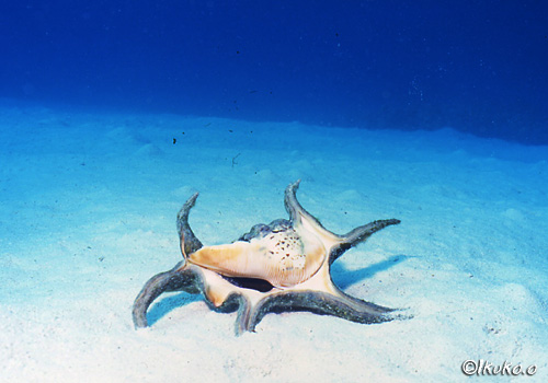 海底の水字貝