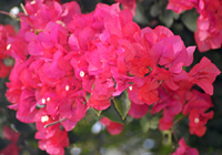 ブーゲンビレアの花