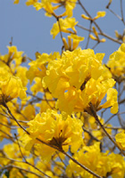 黄色い花束
