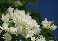 清純な白い花