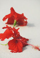 白砂に映える赤い花