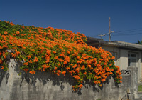 花の屋根