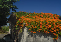 花の屋根