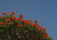 緑を縁取るオレンジの花々