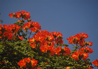 カエンボクの花々