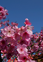 青空と満開のヒカン桜