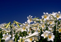 青空と純白の百合の花