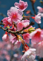 緋寒桜（ヒカンザクラ）の花
