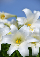 真っ白な百合の花