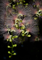 闇に浮かぶサガリバナの花