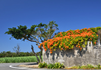 オレンジ色の花の屋根