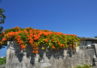 オレンジ色の花の屋根