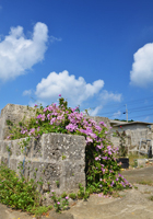 琉球石灰岩の塀と花の塊