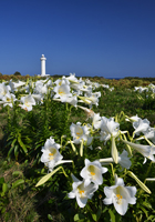 百合の花と灯台