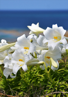 海辺の百合の花