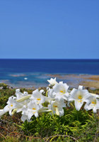 海辺の崖に咲く百合の花