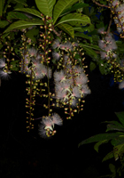 サガリ花のシャンデリア