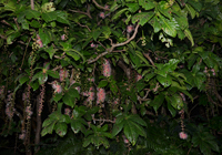 サガリバナの原木