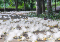 サガリ花の白い絨毯