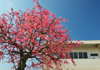 桜のようなピンクの花