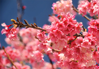 満開の寒緋桜（カンヒザクラ）