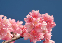 青空と可憐な緋寒桜の花