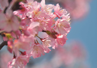 淡い春色の寒緋桜