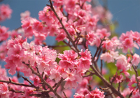 満開の緋寒桜