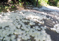 道を覆う花の絨毯
