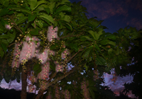 夜明けの空とサガリバナの大木