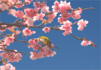 緋寒桜とメジロ