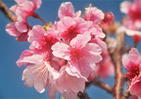 緋寒桜の花