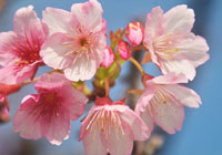 可憐な緋寒桜の花