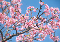 満開の緋寒桜