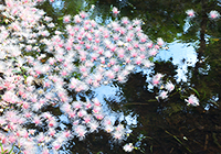 青空を映した水面を漂うサガリ花